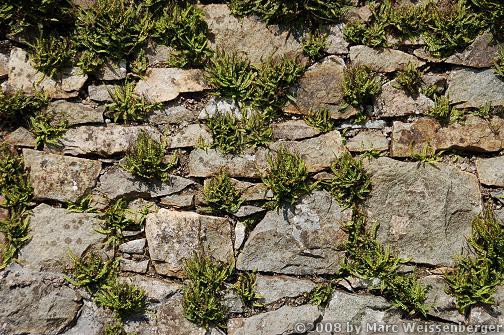 Wall