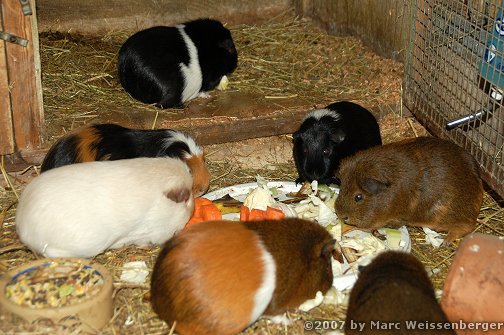 Guinea Pigs