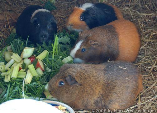 Guinea Pigs