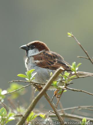 Visitor
