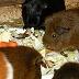 Guinea Pigs