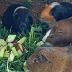 Guinea Pigs