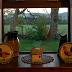 View from the sitting room